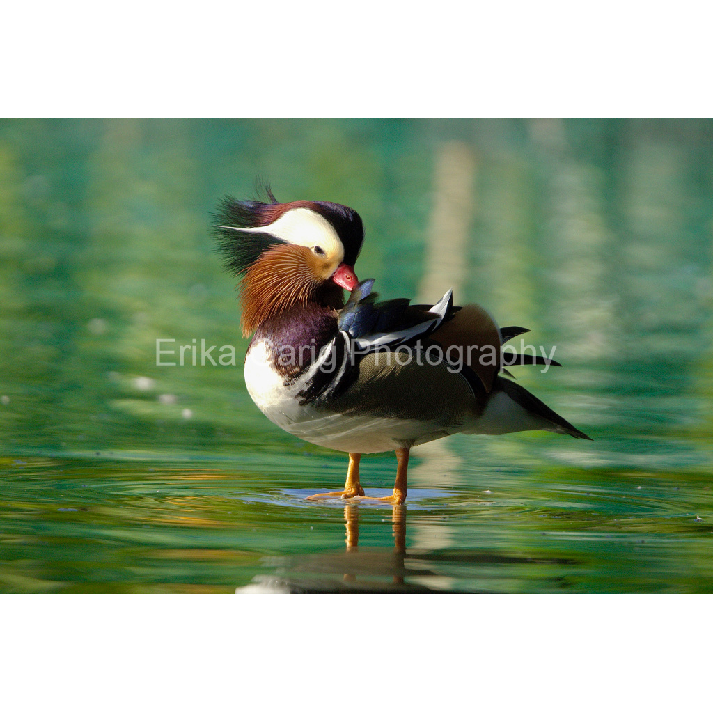 Fabulous Mandarin Duck