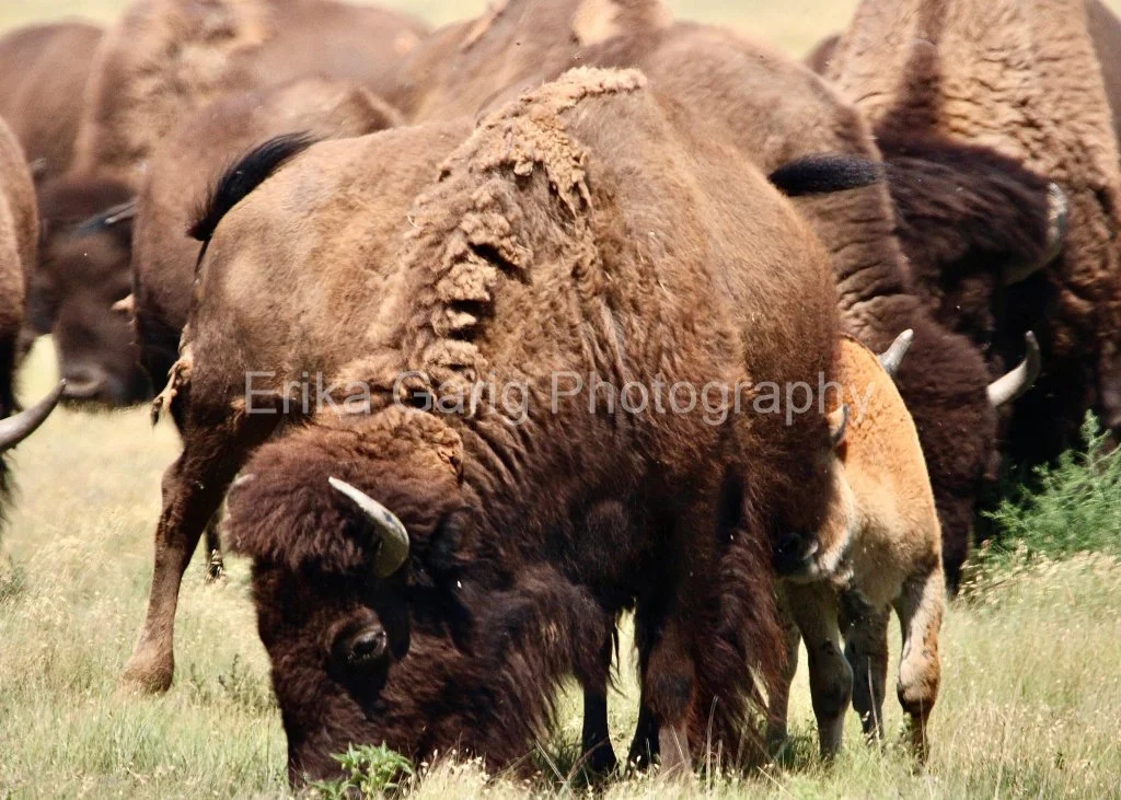 Bison
