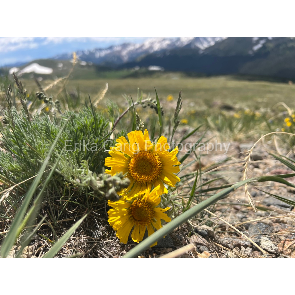 Mountain Sunflowers
