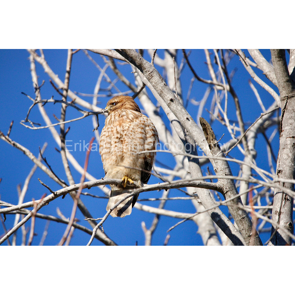 My Third Eye: Red-Shouldered Hawk