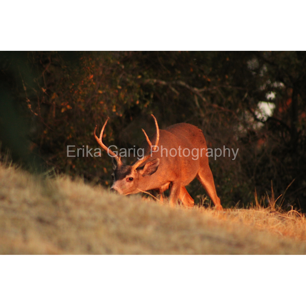 Last Light Buck