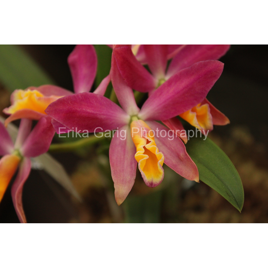 Delicate Pink Orchid