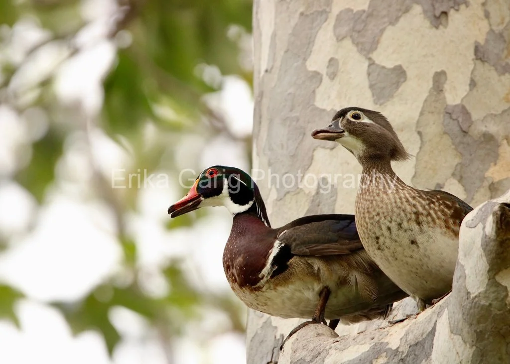 Happy Wood Duck Couple