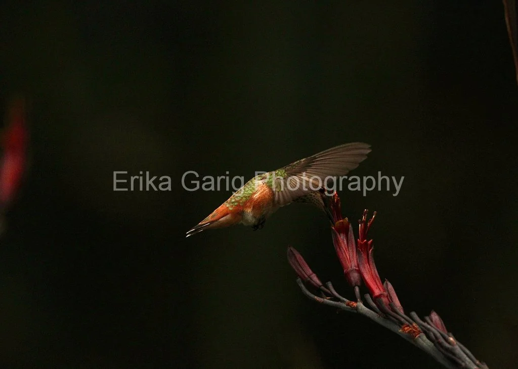 Dramatic Allen's Hummingbird