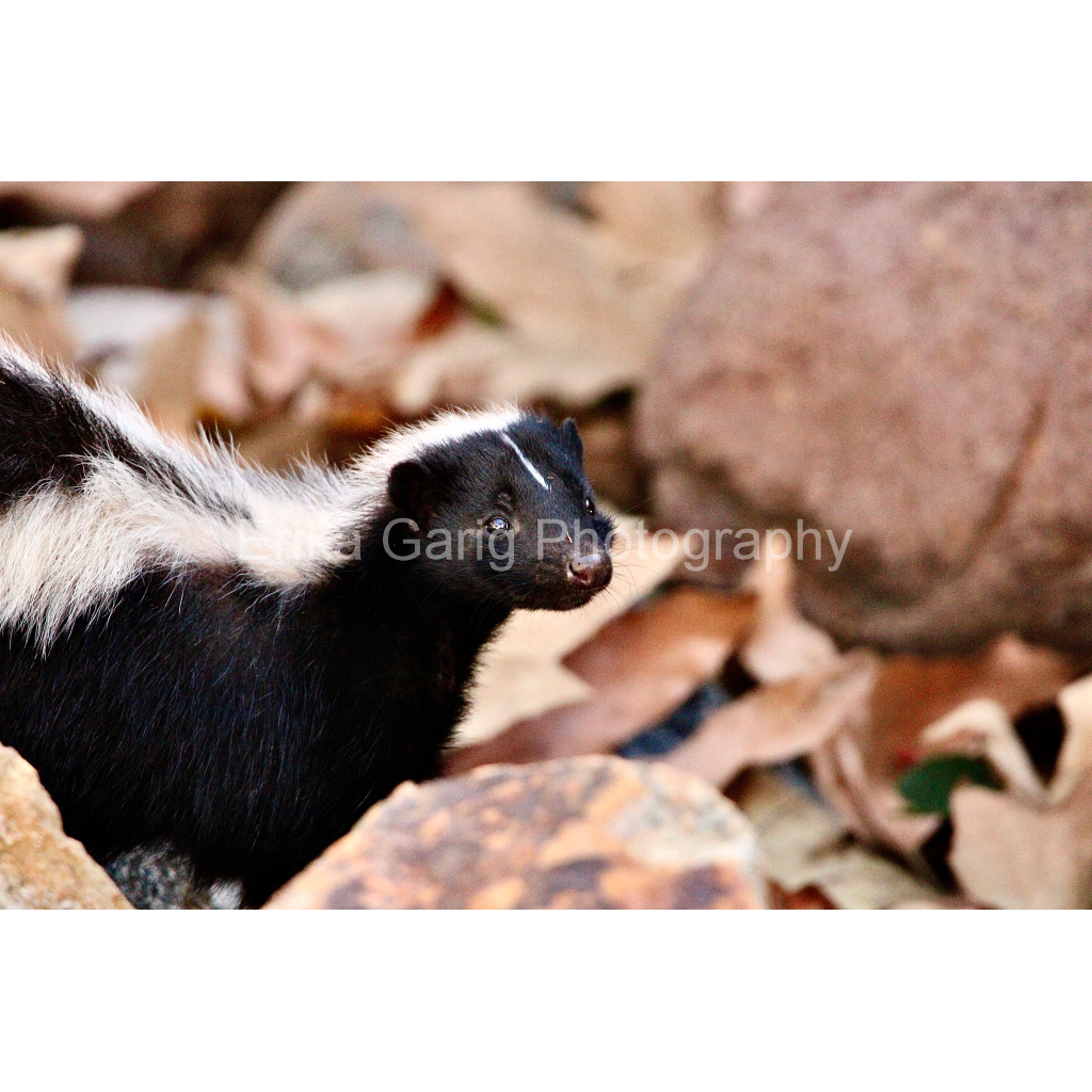 Calm Skunk