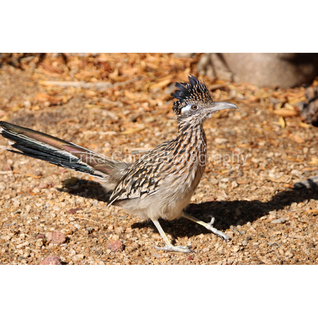 Greater Roadrunner
