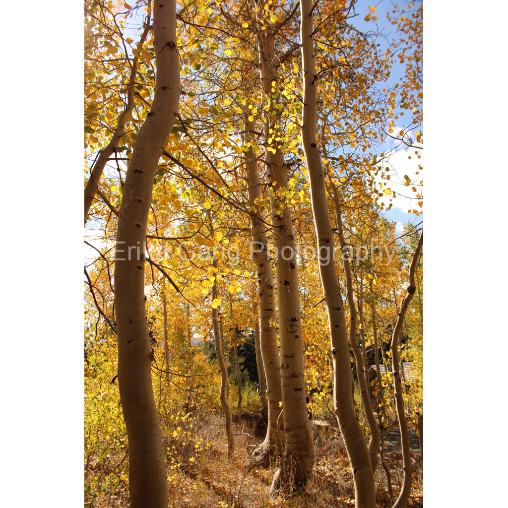 Hope Valley White Aspens
