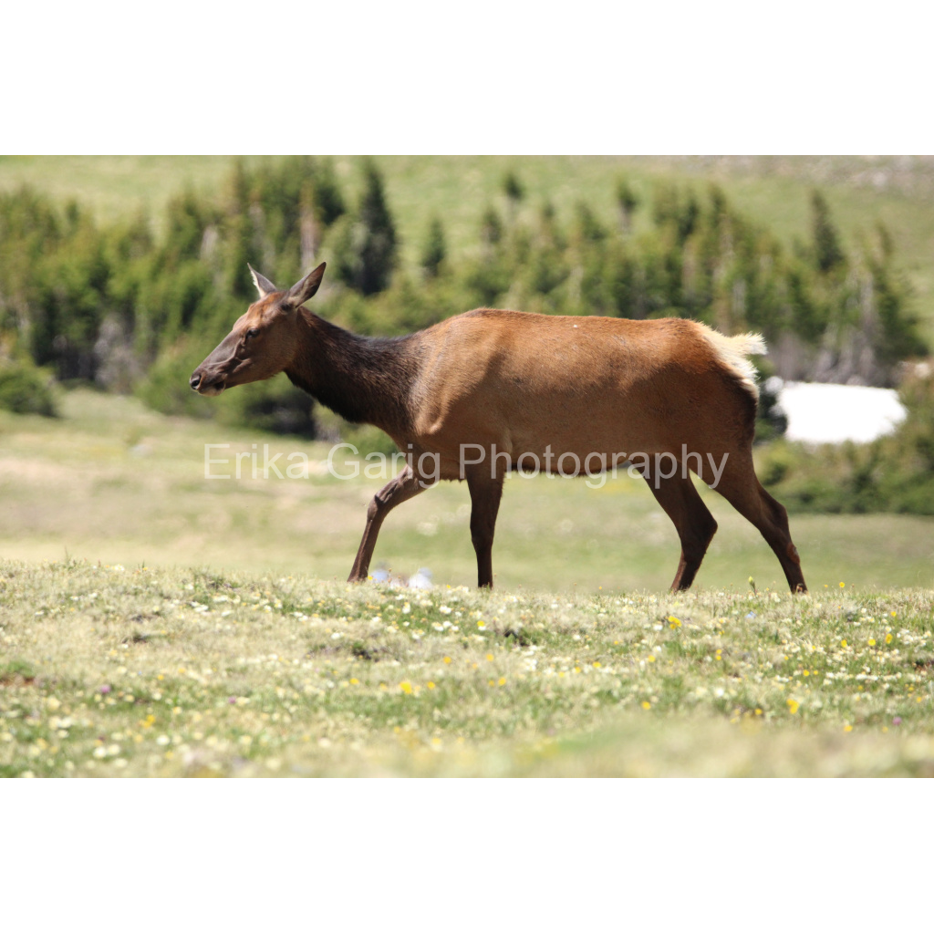 Elk Strolling