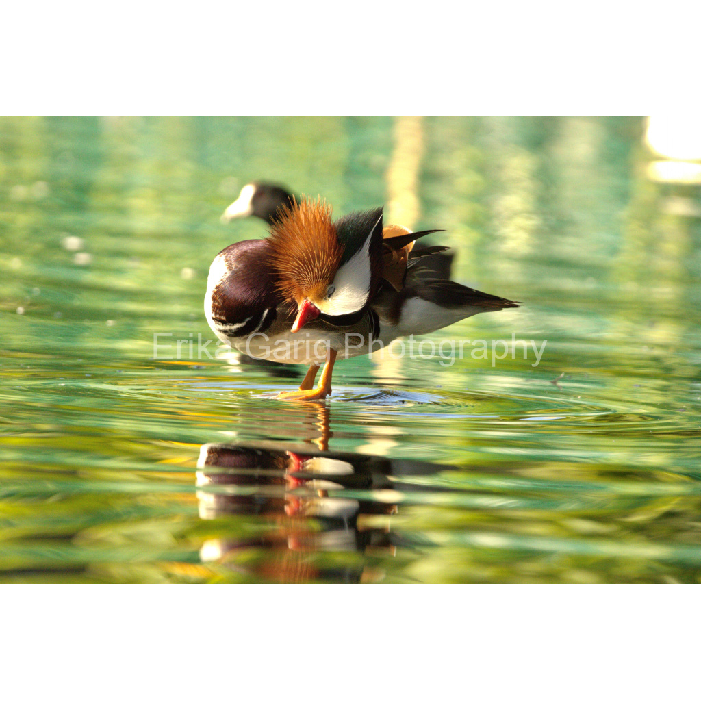 First Morning Light Mandarin Duck