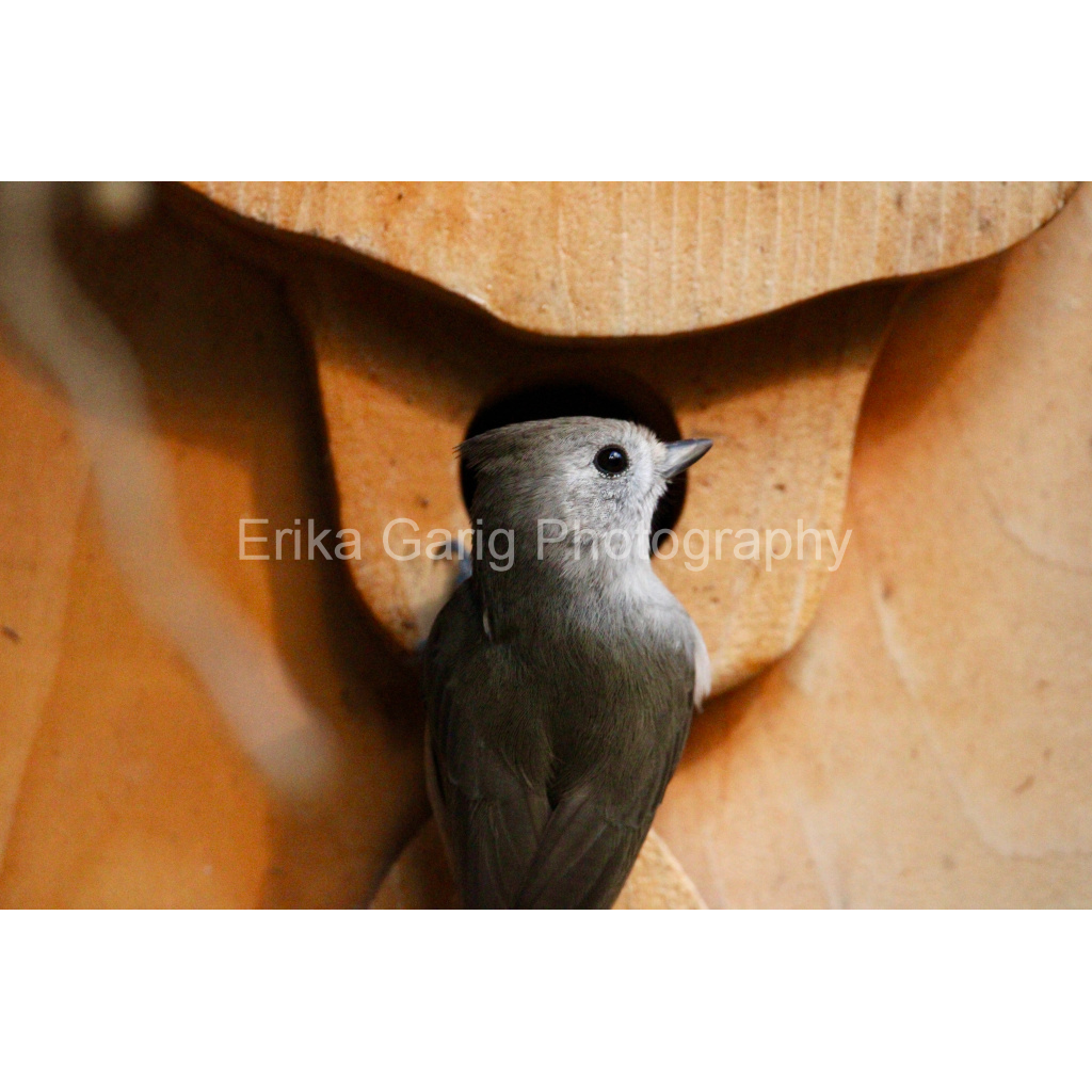 Looking For A New Home