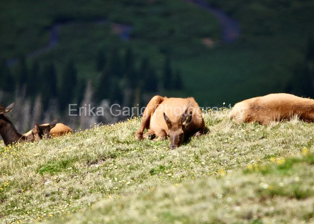 Napping in the Sunlight
