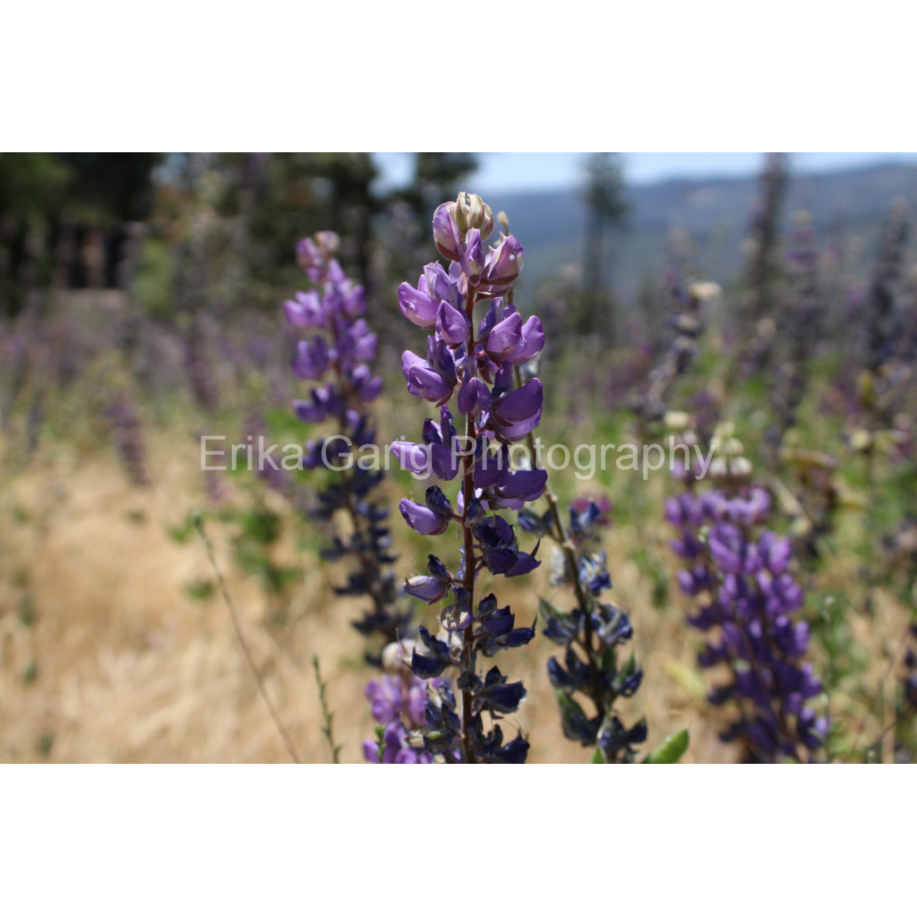 Yosemite Lupines