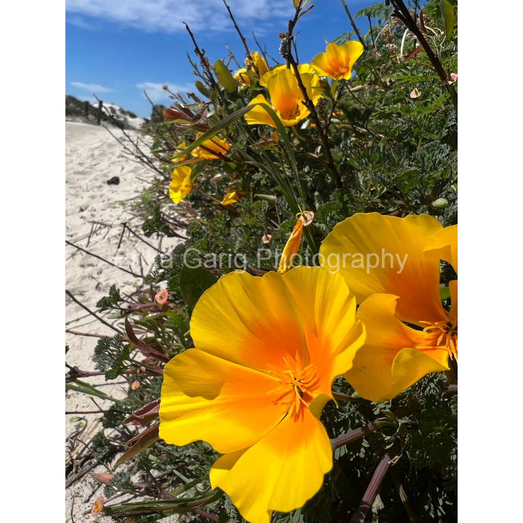 A Touch of California