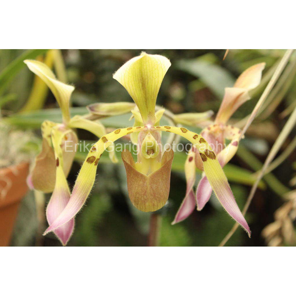 Praying Mantis Looking Orchid