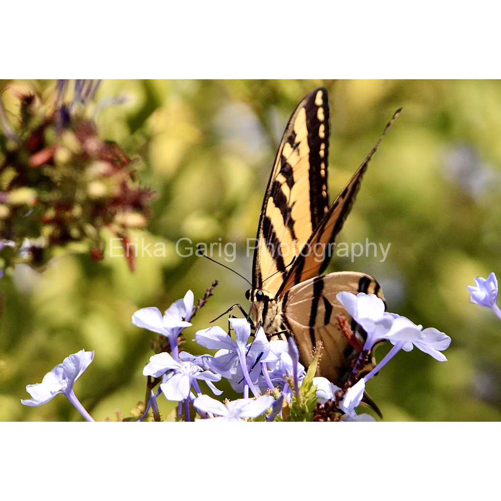 Serene Western Tiger Swallowtail