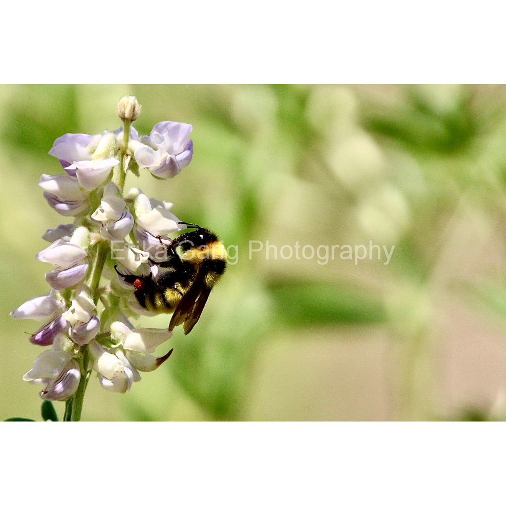 Happy Bumblebee