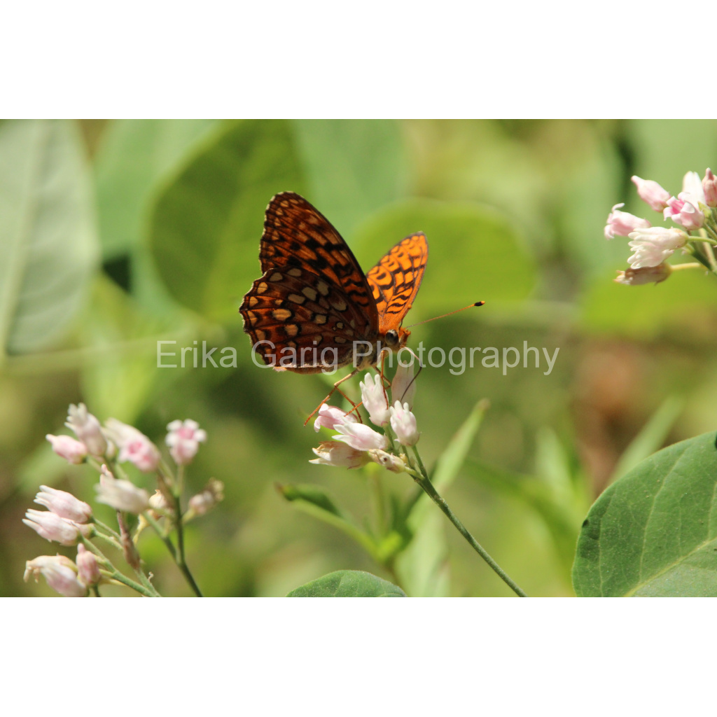 Skipper