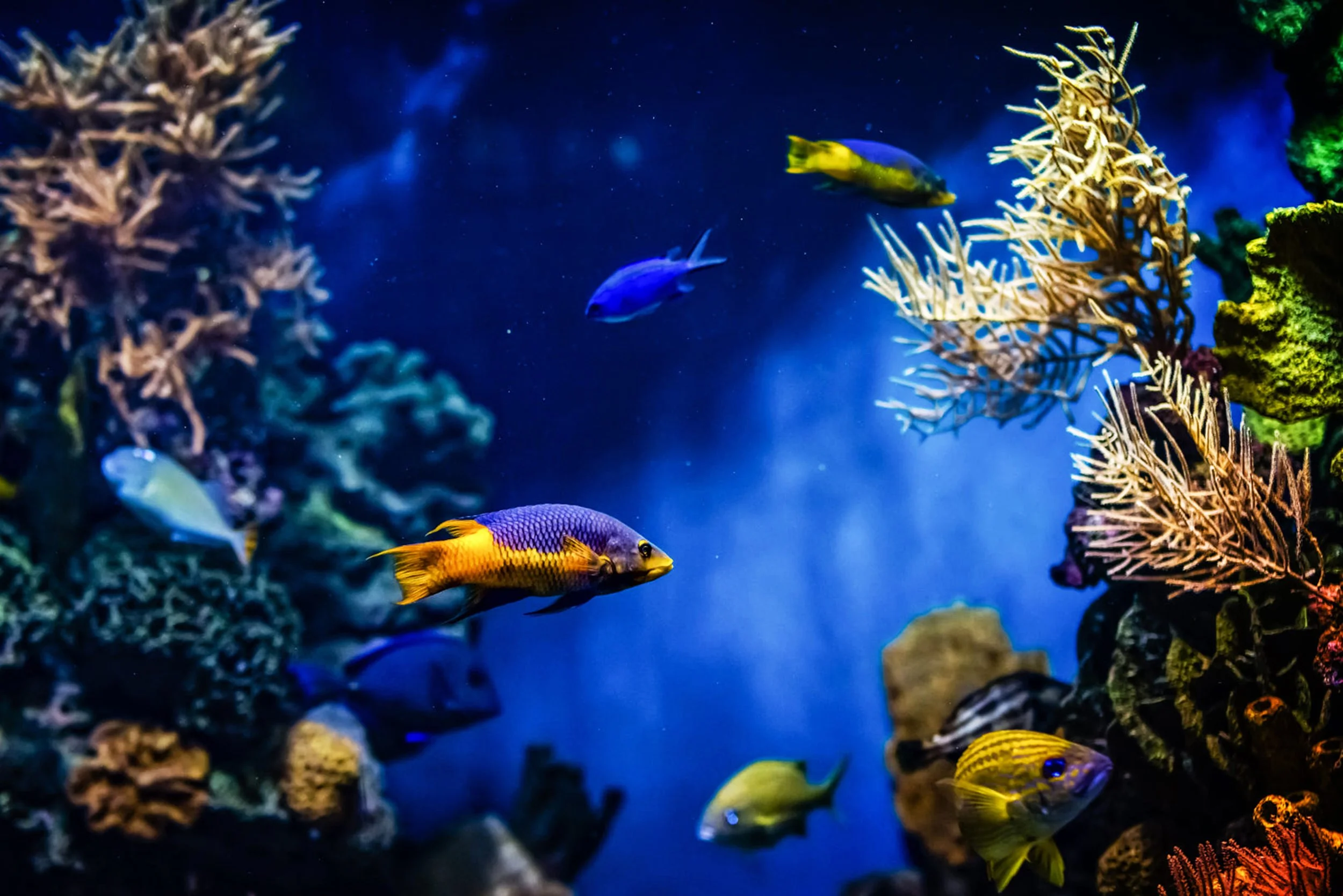 The Hidden Variable in Reef Tanks: Direction 