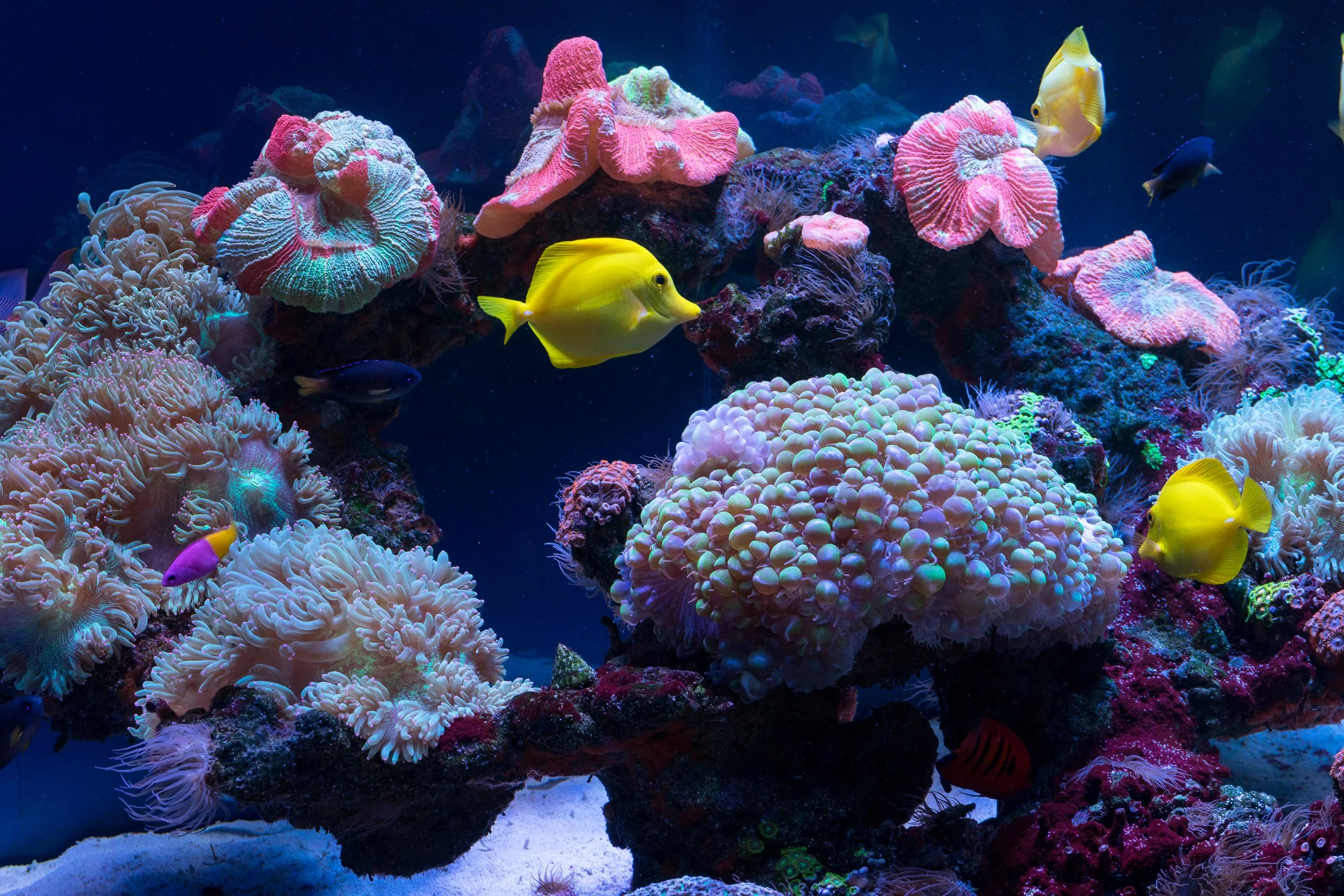 What Causes Dead Zones in Reef Aquariums?