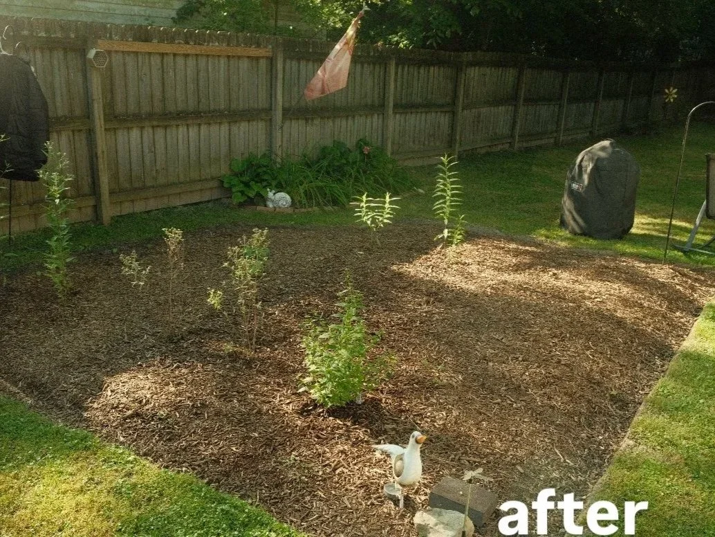 Cleaned garden bed with small plants and decorative bird figurine in backyard labeled after showing work completed and a native plant garden
