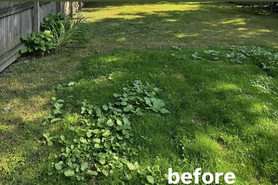 A backyard with patchy grass and some green plants along a wooden fence, with sunlight and shadow patterns on the lawn, labeled 'before'.