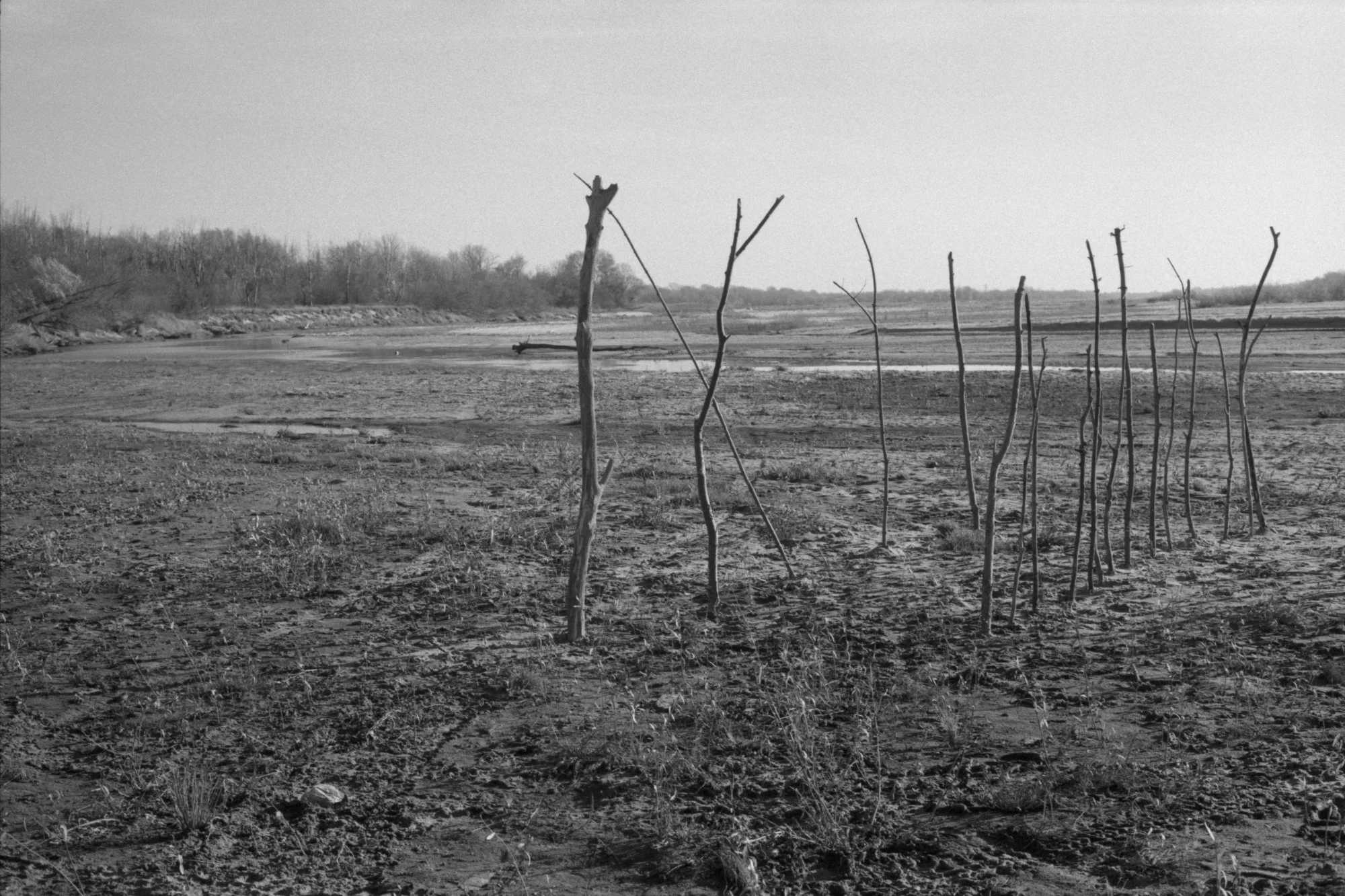 Black and white photograph of a dry, barren landscape with sparse bushes and a scattered line of tall, thin, leafless sticks or branches.
