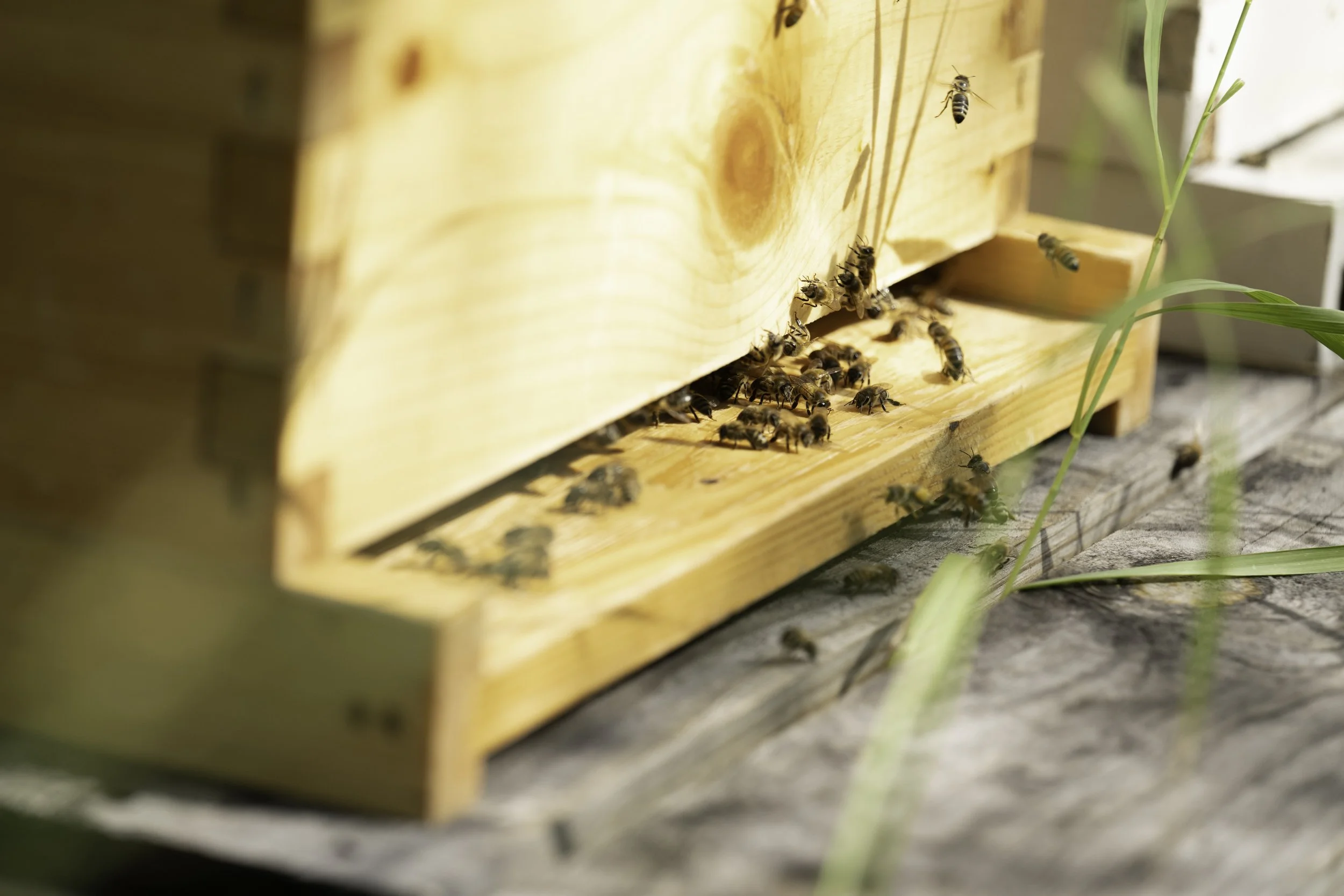 Scene from Not In My City showing bees entering and leaving their wooden hive on a sunny day with grass nearby.