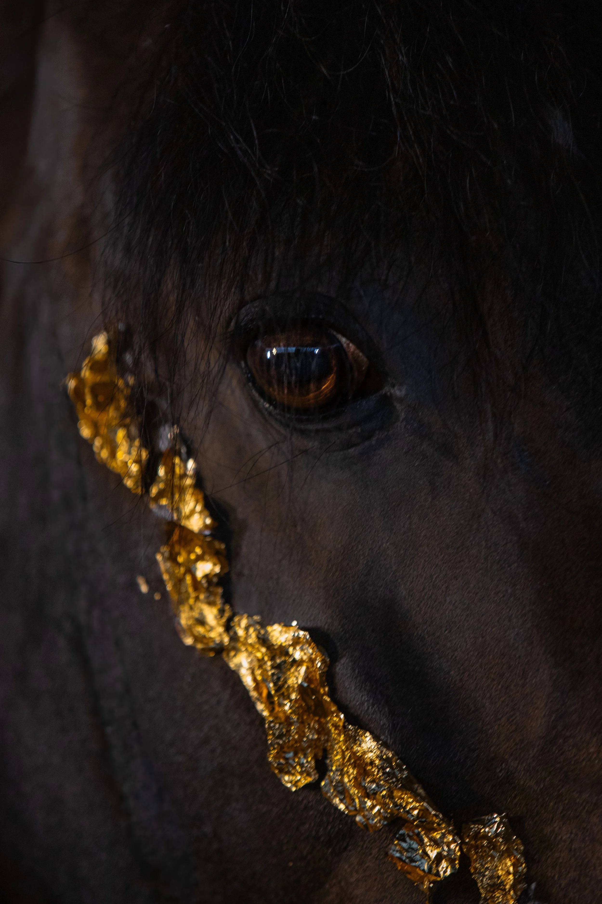 Kreatives Tiershooting – Kunst trifft Tierfotografie