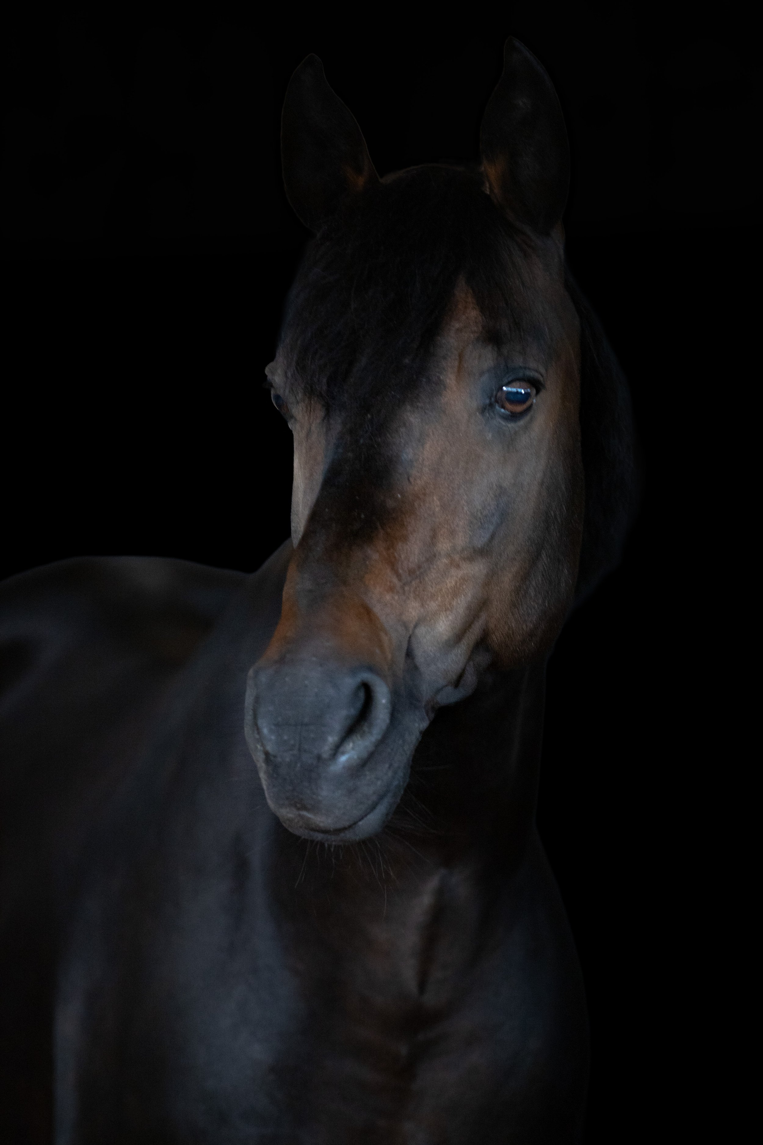 Tierfotografie