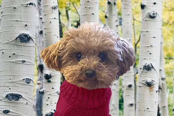 Luna, a small brown dog wearing a red sweater, looking at the camera in front of a blurred tree background.