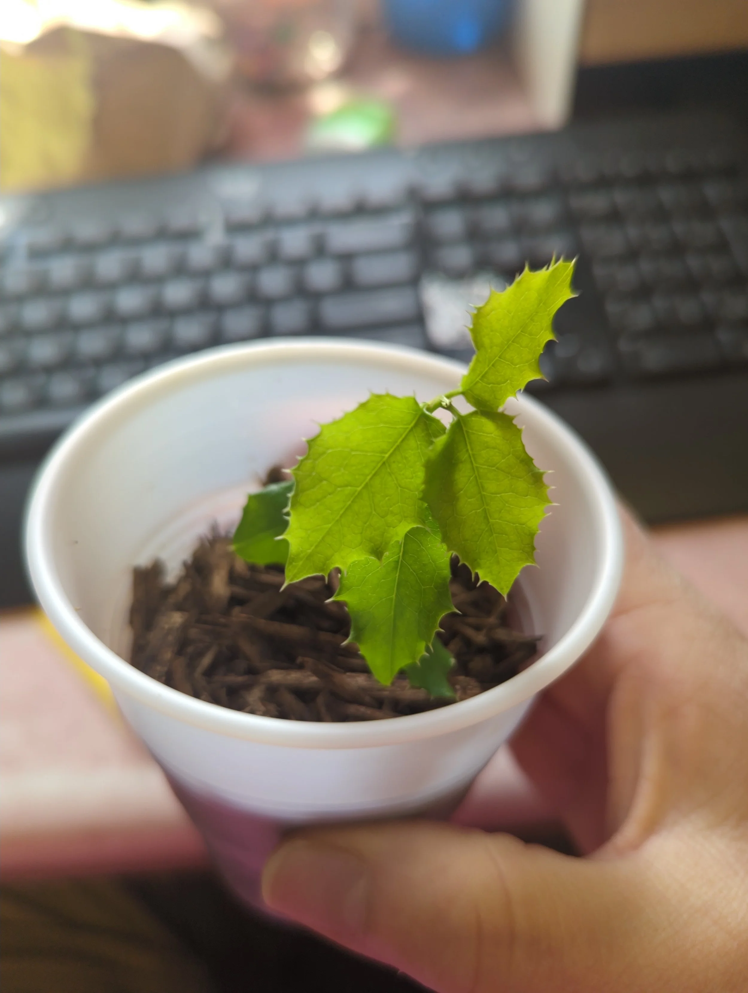 Materials: How Mastery of Materials Shapes Knowledge in a Child-led World