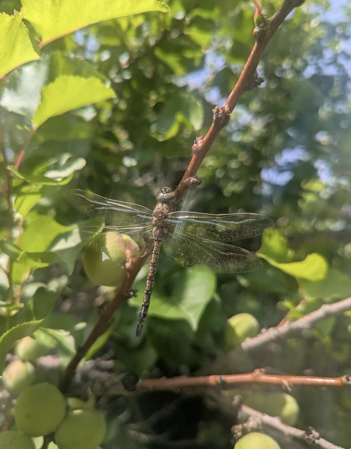 The Visiting Dragonfly
