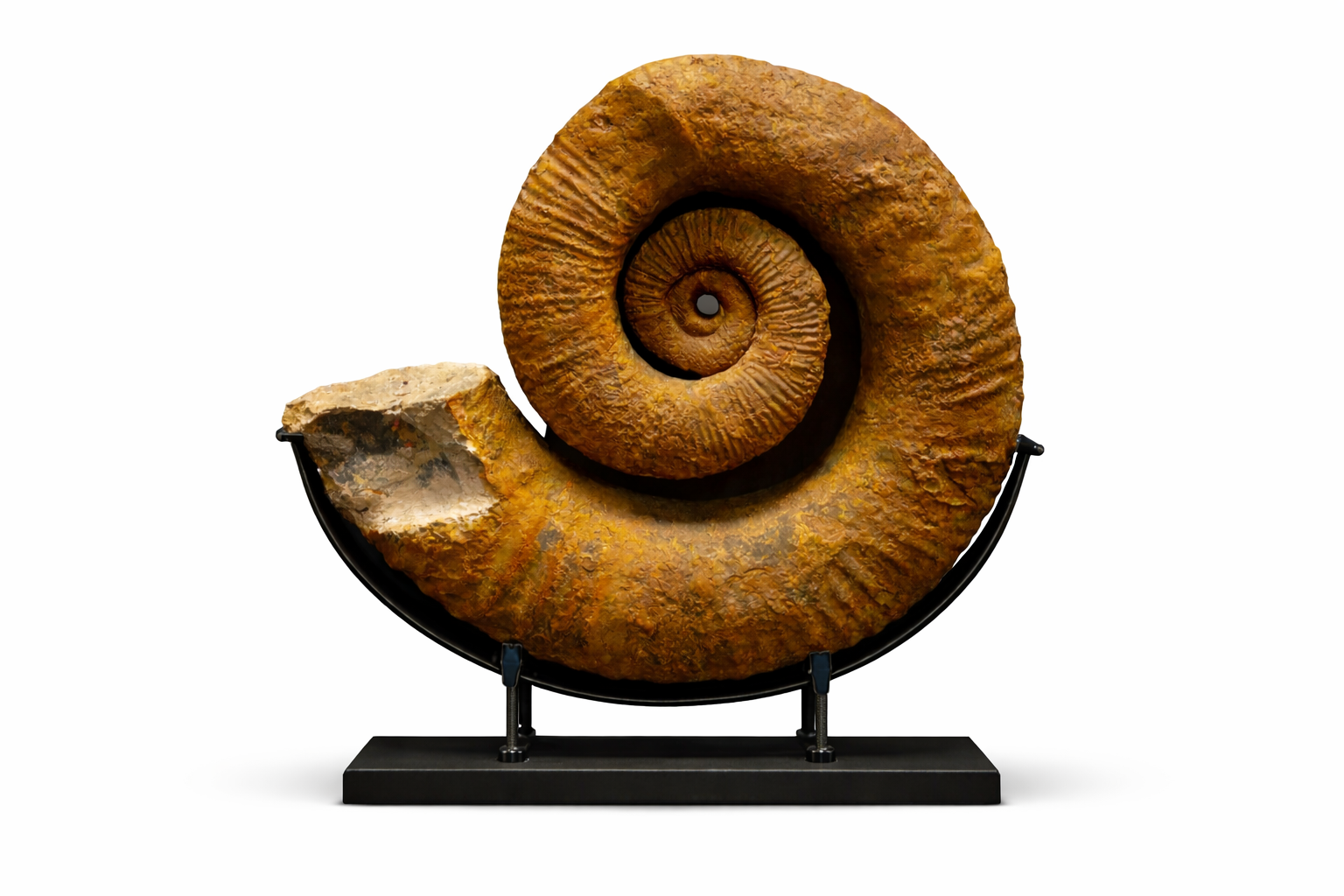Ammonite (Perisphinctes sp.) •Order: Ammonitida •Age: Jurassic (~150–165 million mya) •Location: Likely Madagascar