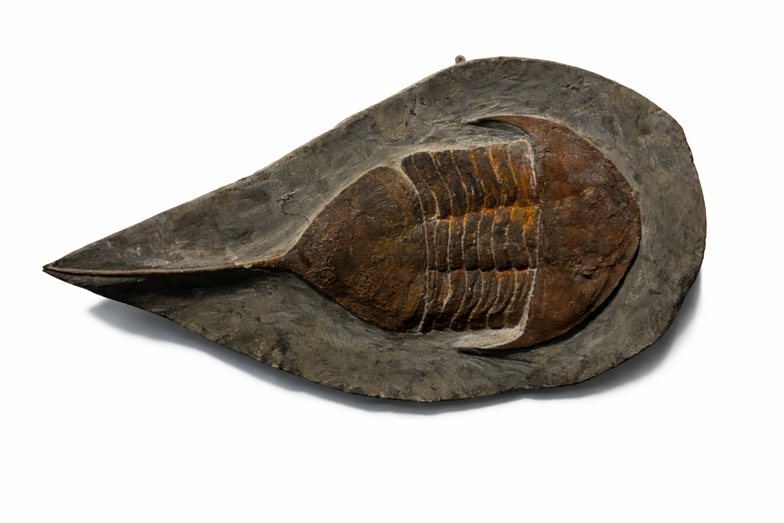 Paralejurus hamlagdadicus
• Order: Phacopida• Family: Dalmanitidae• Age: Middle Devonian • ~390 mya• Location: Anti-Atlas Mountains, Morocco