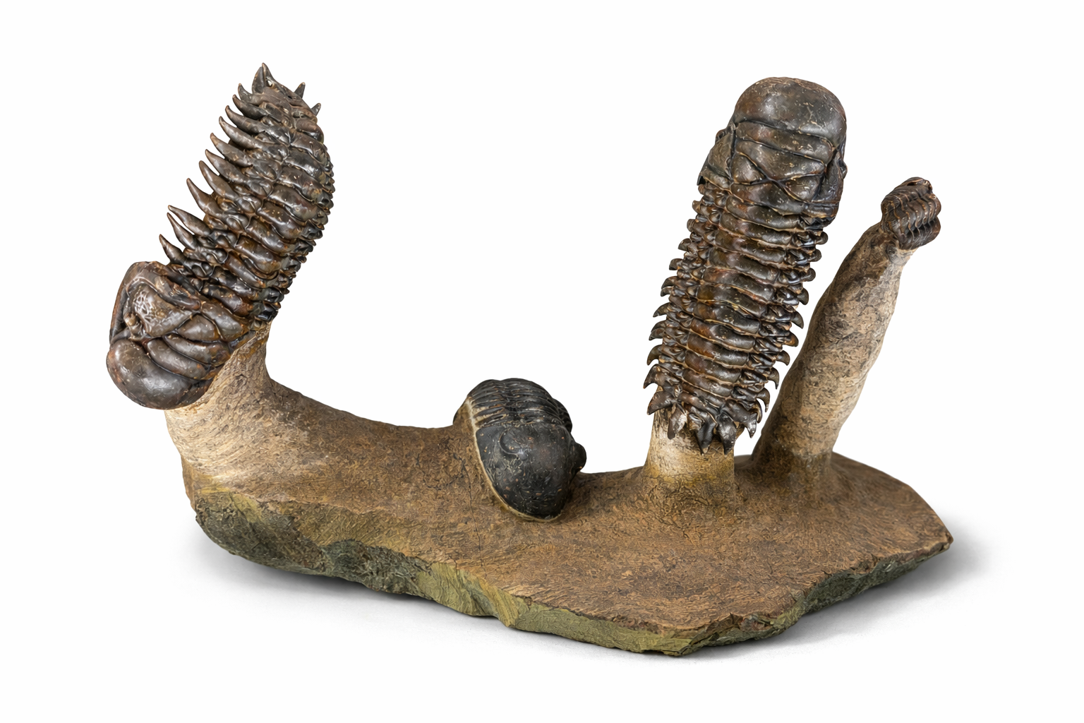 Hollardops mesocristata (Enrolled Specimens)
• Order Phacopida
• Age: Devonian • ~390 mya • Location: Anti-Atlas Mountains, Morocco 