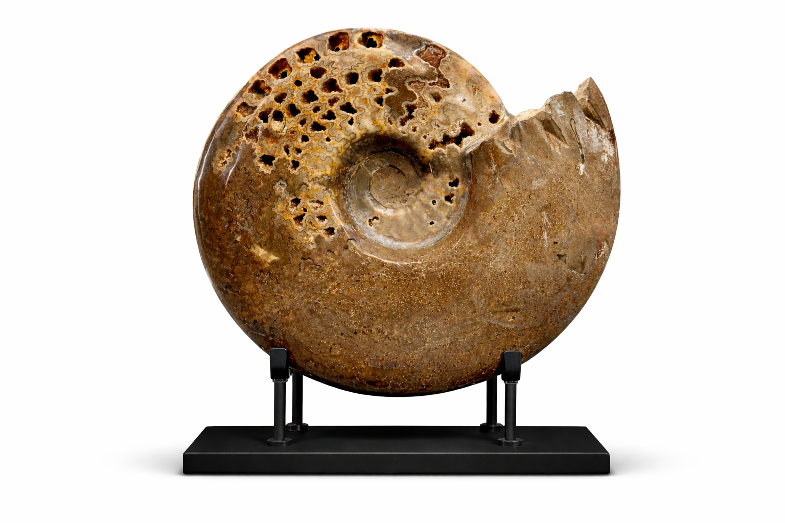 Ammonite (Cleoniceras sp.) •Order: Ammonitida •Age: Cretaceous (~100–110 million years ago) •Location: Madagascar