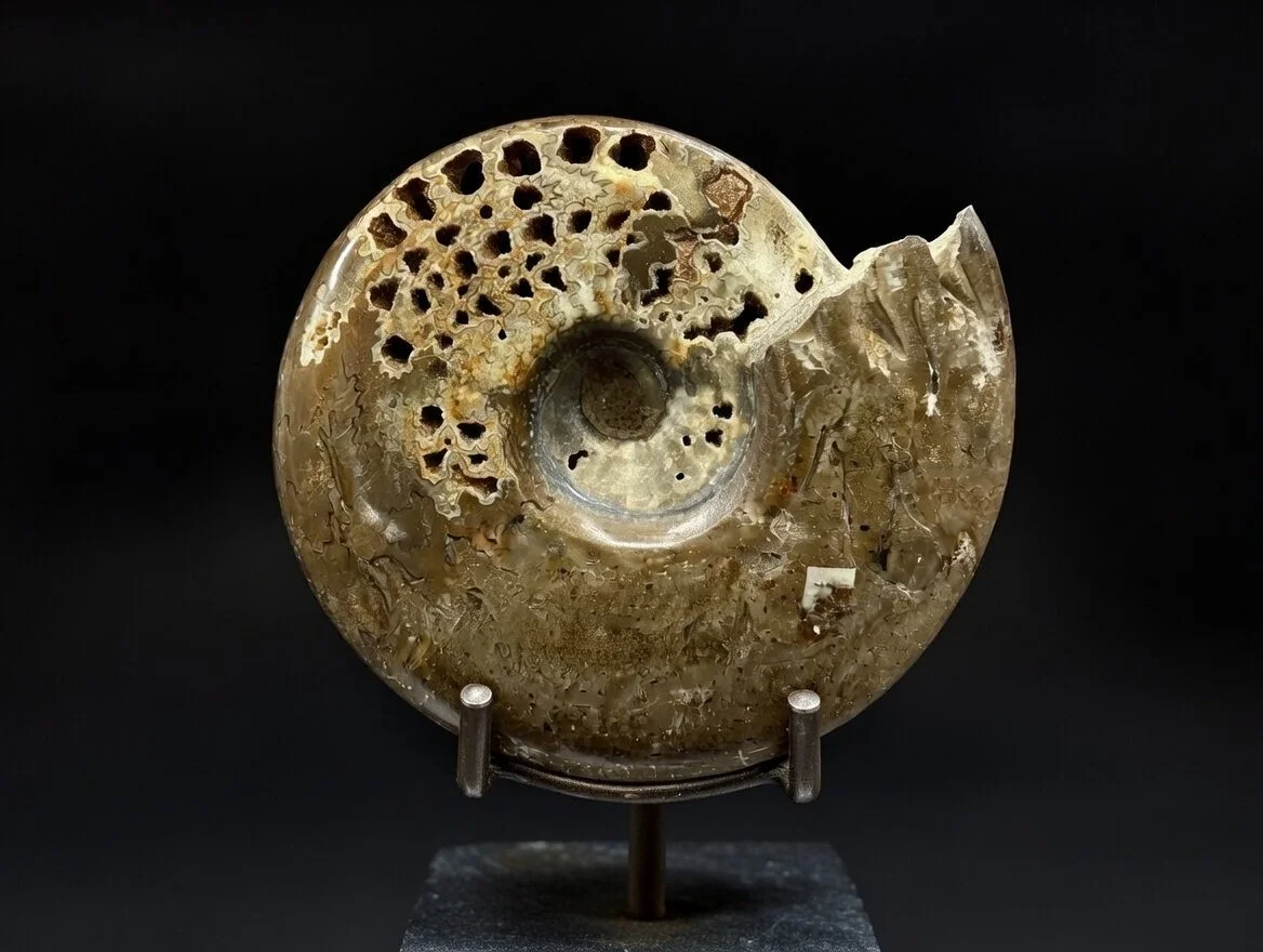 Ammonite (Cleoniceras sp.) •Order: Ammonitida •Age: Cretaceous (~100–110 mya) •Location: Madagascar