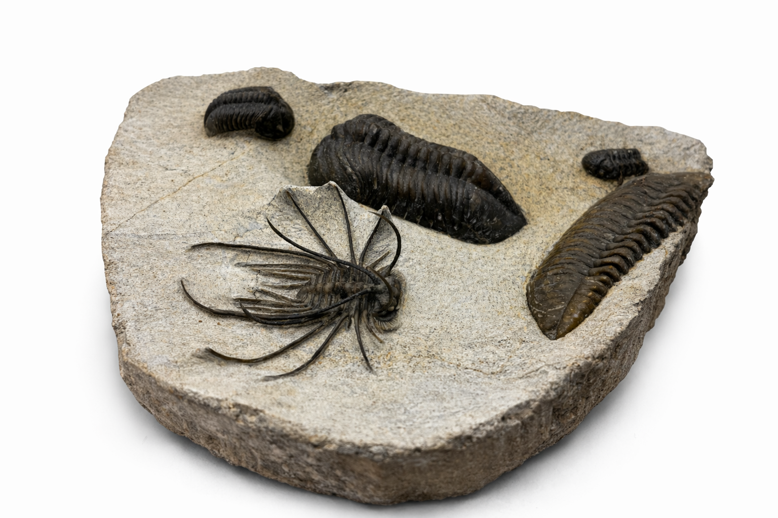 Devonian Trilobite Plate (Multiple Species) • Order Phacopida • Age: Devonian • ~390 mya • Location: Anti-Atlas Mountains, Morocco 