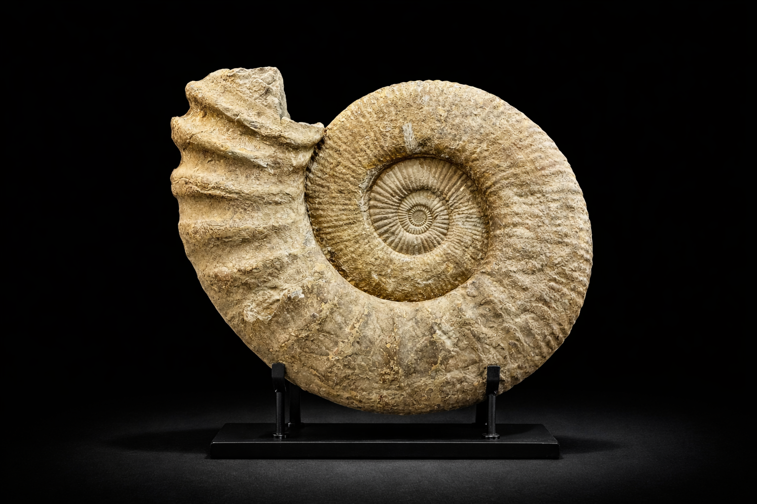 Ammonite (Perisphinctes sp.) •Order: Ammonitida •Age: Jurassic (~150–165 mya) •Location: Likely Madagascar