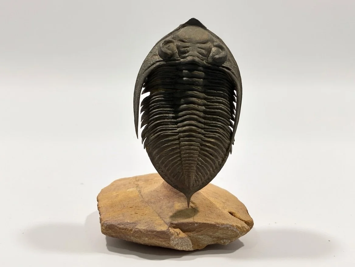 Phacops sp. • Order Phacopida
• Age: Devonian • ~390 mya • Location: Anti-Atlas Mountains, Morocco 