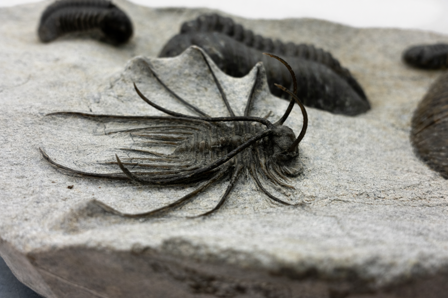 Comura bultyncki • Order Odontopleurida
• Age: Devonian • ~390 mya • Location: Anti-Atlas Mountains, Morocco 