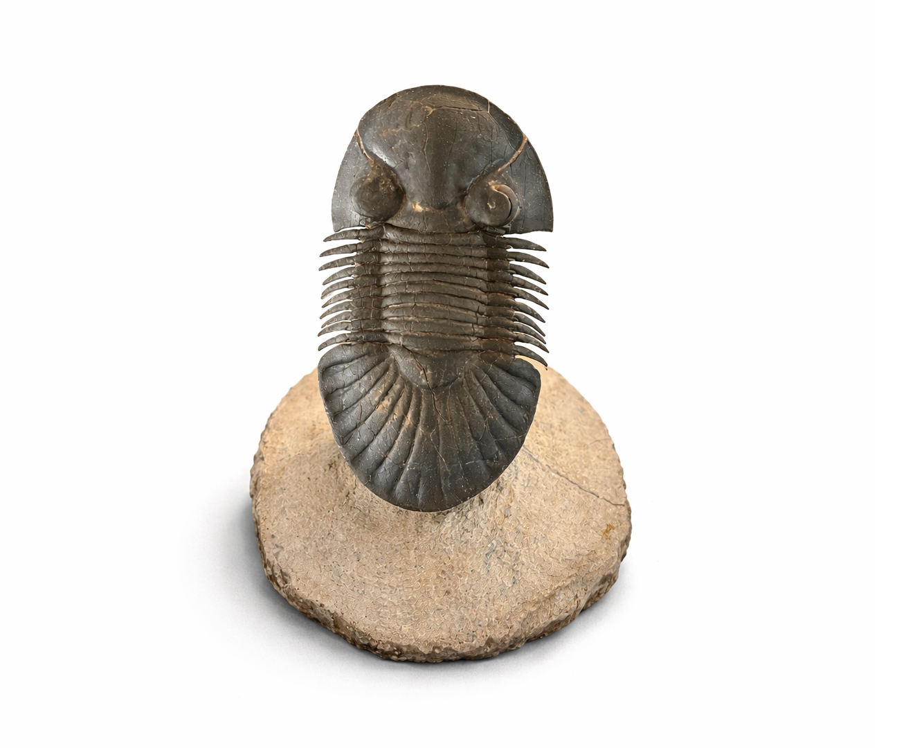 Flexicalymene ouzregui •Order: Phacopida •Age: Ordovician (~445 million years ago) •Location: Anti-Atlas Mountains, Morocco