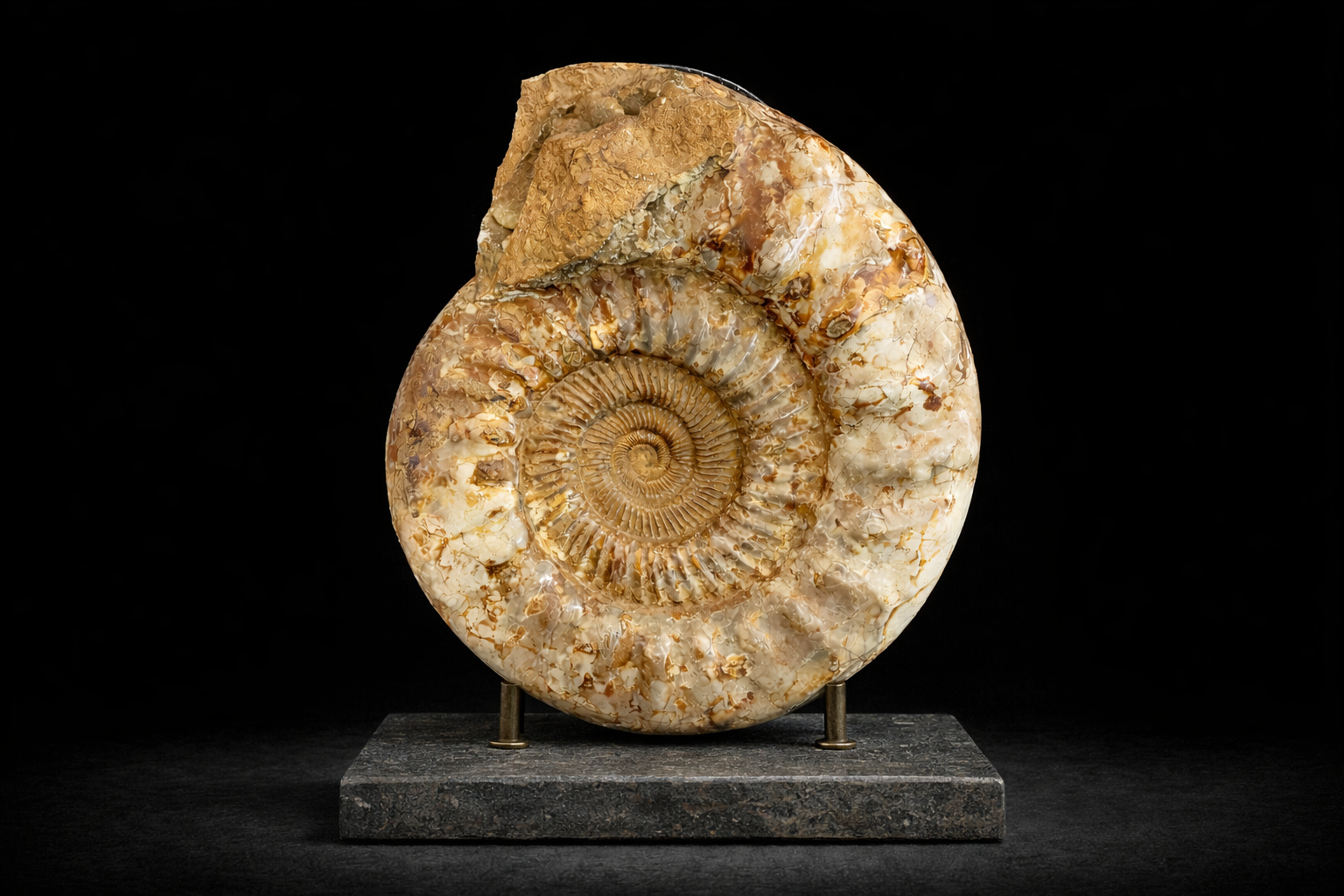 Ammonite (Perisphinctes sp.)Class: CephalopodaOrder: AmmonitidaFamily: PerisphinctidaeAge: Jurassic (~150–165 million years ago)Location: Likely Madagascar