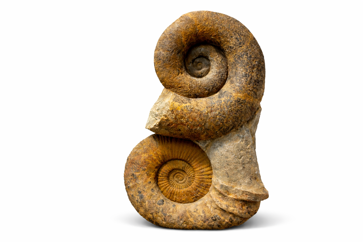 Ammonite (Perisphinctes sp., paired specimen) •Order: Ammonitida •Family: Perisphinctidae •Age: Jurassic (~150–165 mya) •Location: Likely Madagascar