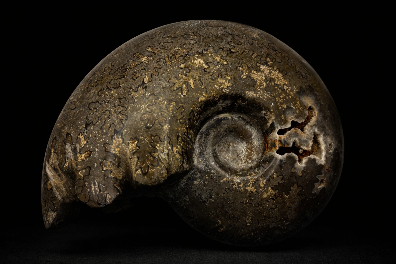 Ammonite (Goniatite-type, likely Goniatites sp.) •Order: Goniatitida •Age: Devonian (~380–400 mya) •Location: Likely Morocco