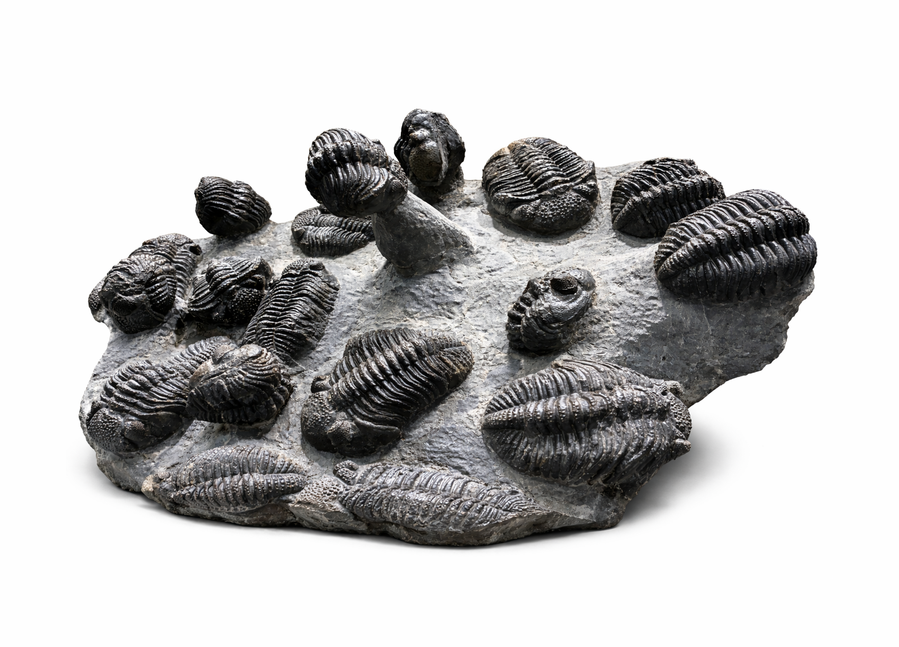 Drotops megalomanicus (Multiple Specimens) •Order: Phacopida •Age: Middle Devonian (~390 million years ago) •Location: Anti-Atlas Mountains, Morocco