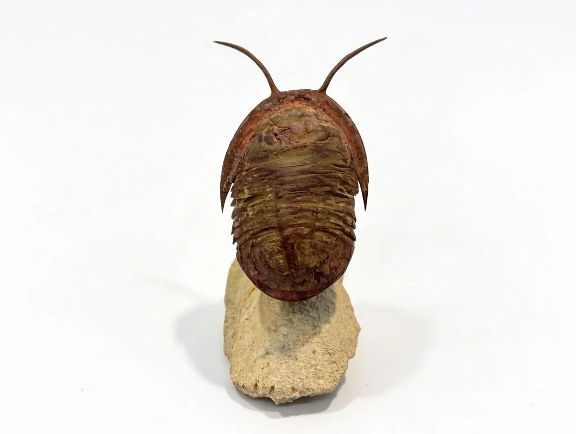 Paralejurus sp. • Order Phacopida
• Age: Devonian • ~390 mya • Location: Anti-Atlas Mountains, Morocco 