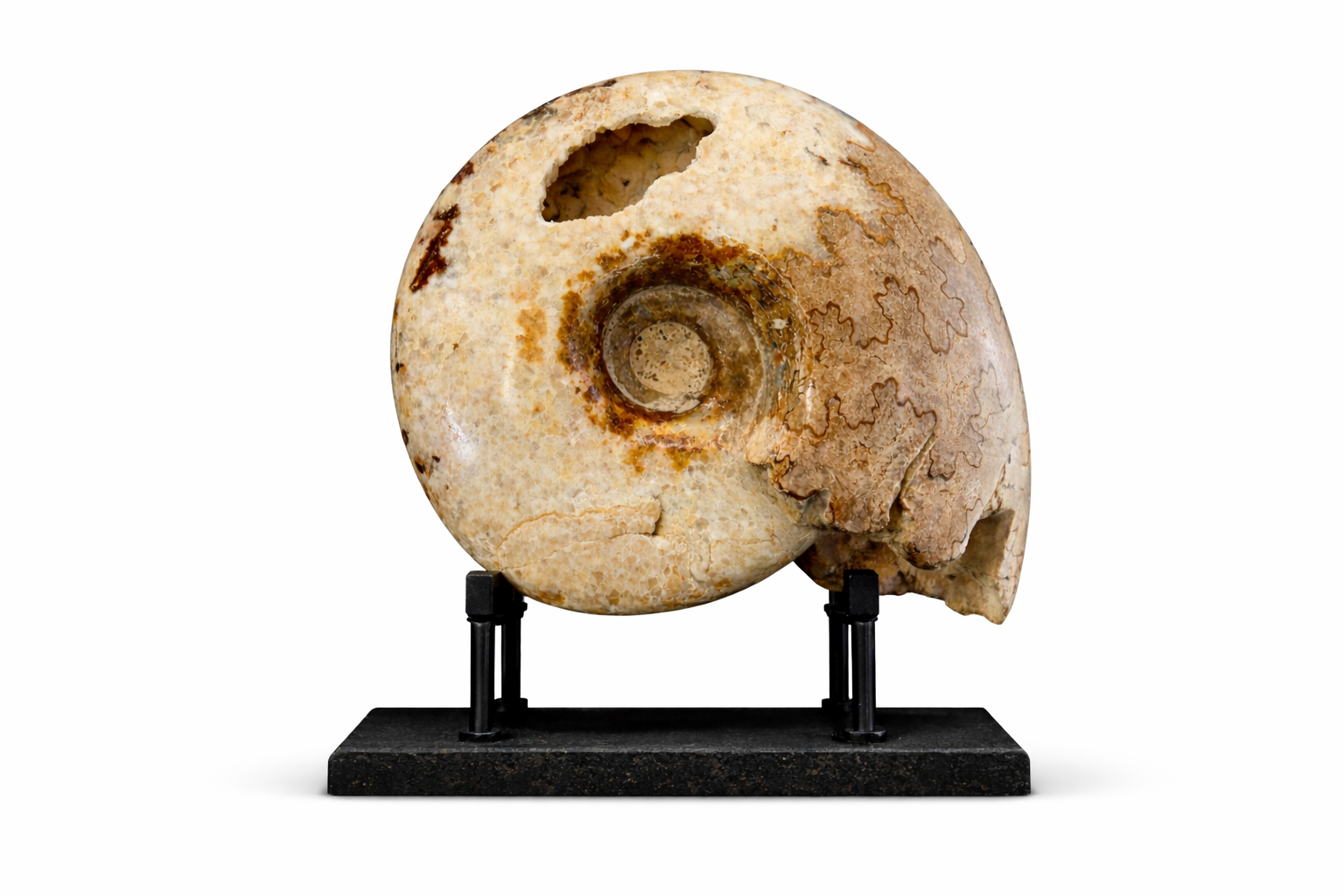 Ammonite (Cleoniceras sp.) •Order: Ammonitida •Age: Cretaceous (~100–110 mya) •Location: Madagascar
