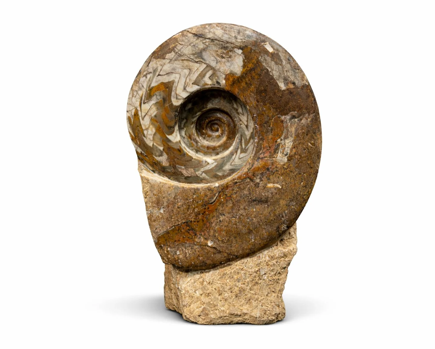 Ammonite (Cleoniceras sp.) •Order: Ammonitida •Age: Cretaceous (~100–110 millionmya) •Location: Madagascar