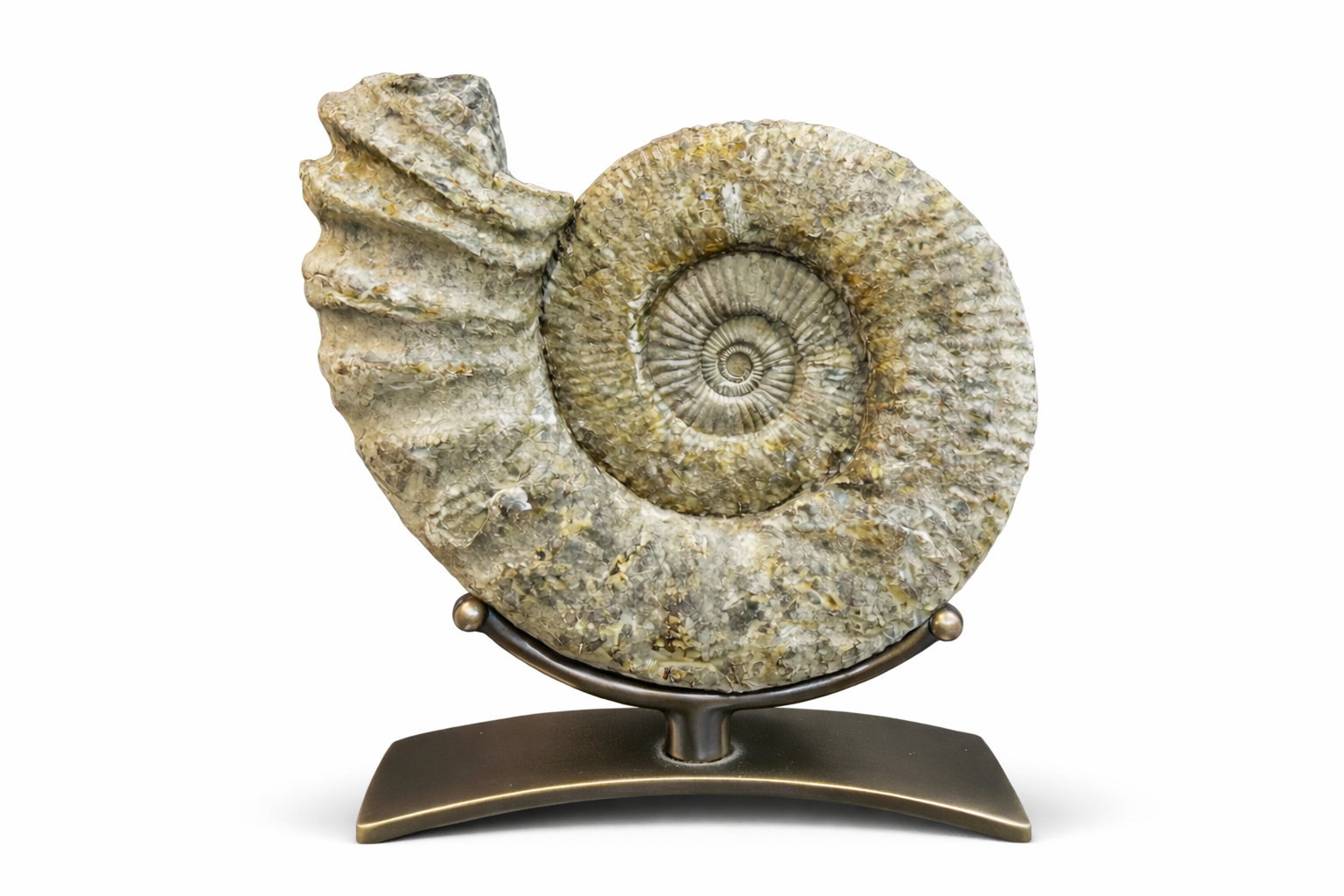 Ammonite (Perisphinctes sp.) •Order: Ammonitida •Age: Jurassic (~150–165 mya) •Location: Likely Madagascar